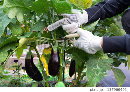 A beaming gardener proudly showcasing a collection of freshly harvested, vibrant eggplants in a lush green garden 137966493