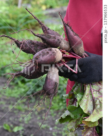 Elderly woman harvests fresh beets in garden during sunny afternoon Elderly woman harvests fresh beets in garden during sunny afternoon 137966533