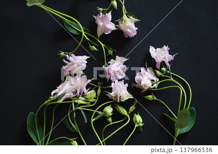 Delicate pink flowers surround a blank card on a black surface in a calm setting Delicate pink flowers surround a blank card on a black surface in a calm setting 137966536