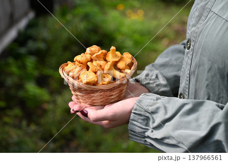Fresh chanterelle mushrooms in basket on white wooden background Fresh chanterelle mushrooms in basket on white wooden background 137966561