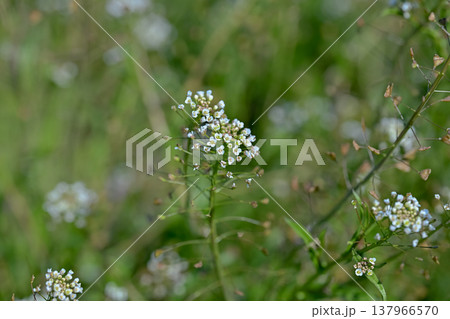 ぺんぺん草 137966570