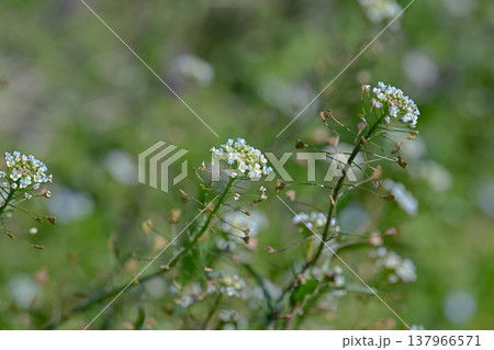 ぺんぺん草 ぺんぺん草 137966571