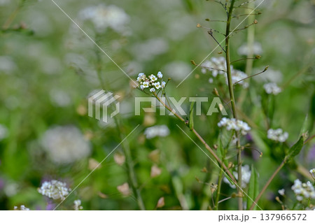 ぺんぺん草 137966572