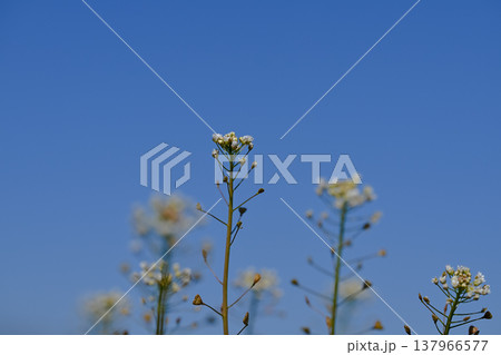 ぺんぺん草 ぺんぺん草 137966577