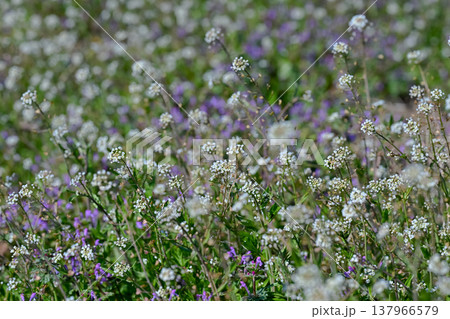 ぺんぺん草 137966579