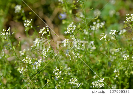 ぺんぺん草 ぺんぺん草 137966582
