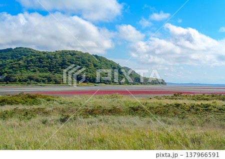 北海道道東の塩性湿地に広がる紅葉したサンゴ草と美しい自然風景 137966591