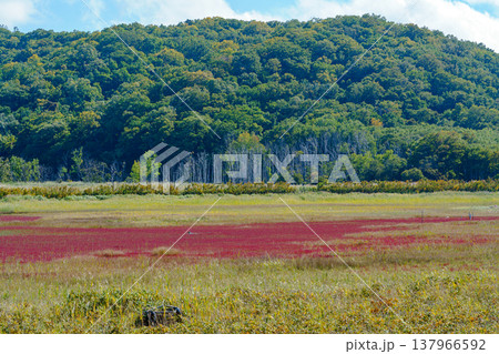 北海道道東の塩性湿地に広がる紅葉したサンゴ草と美しい自然風景 北海道道東の塩性湿地に広がる紅葉したサンゴ草と美しい自然風景 137966592