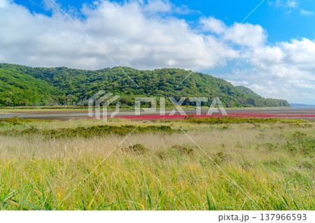 北海道道東の塩性湿地に広がる紅葉したサンゴ草と美しい自然風景 北海道道東の塩性湿地に広がる紅葉したサンゴ草と美しい自然風景 137966593