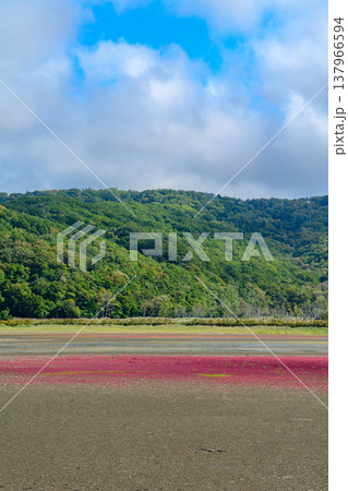 北海道道東の塩性湿地に広がる紅葉したサンゴ草と美しい自然風景 137966594