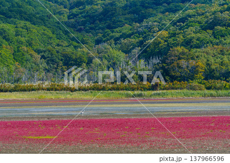 北海道道東の塩性湿地に広がる紅葉したサンゴ草と美しい自然風景 137966596