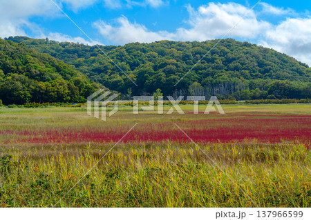 北海道道東の塩性湿地に広がる紅葉したサンゴ草と美しい自然風景 北海道道東の塩性湿地に広がる紅葉したサンゴ草と美しい自然風景 137966599