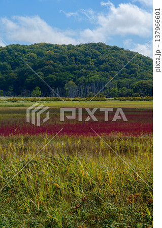 北海道道東の塩性湿地に広がる紅葉したサンゴ草と美しい自然風景 137966601