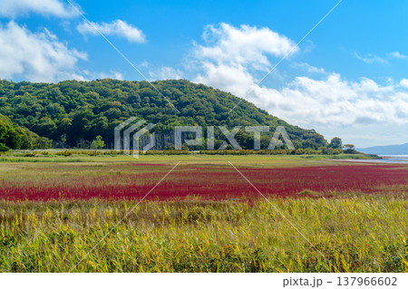 北海道道東の塩性湿地に広がる紅葉したサンゴ草と美しい自然風景 北海道道東の塩性湿地に広がる紅葉したサンゴ草と美しい自然風景 137966602