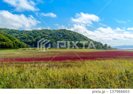 北海道道東の塩性湿地に広がる紅葉したサンゴ草と美しい自然風景 137966603