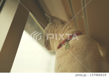 家でくつろぐロシアンブルー 137966619