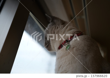 家でくつろぐロシアンブルー 137966620