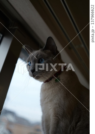 家でくつろぐロシアンブルー 137966622