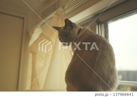 家でくつろぐロシアンブルー 137966641