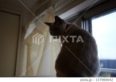 家でくつろぐロシアンブルー 137966642
