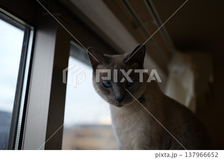 家でくつろぐロシアンブルー 137966652