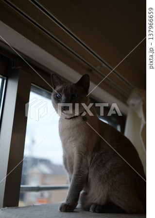 家でくつろぐロシアンブルー 137966659