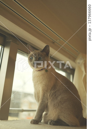 家でくつろぐロシアンブルー 137966660