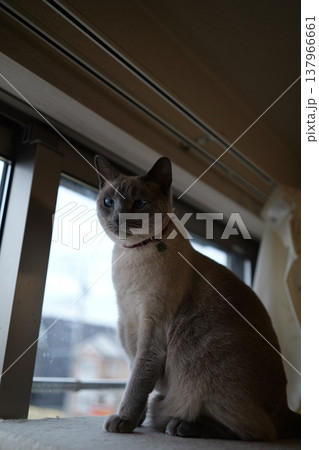 家でくつろぐロシアンブルー 137966661