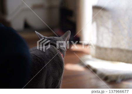 家でくつろぐロシアンブルー 137966677