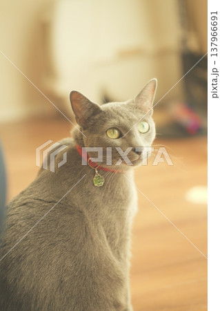 家でくつろぐロシアンブルー 137966691