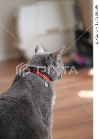 家でくつろぐロシアンブルー 家でくつろぐロシアンブルー 137966696