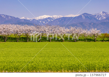 青空と雪山を背に、鮮やかな緑の野原と咲き誇る桜並木 青空と雪山を背に、鮮やかな緑の野原と咲き誇る桜並木 137966727