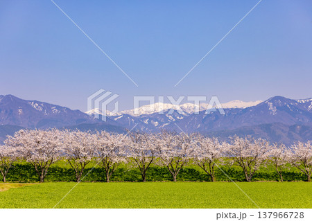 青空と雪山を背に、鮮やかな緑の野原と咲き誇る桜並木 青空と雪山を背に、鮮やかな緑の野原と咲き誇る桜並木 137966728
