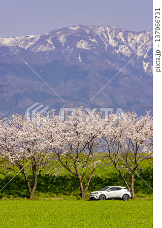 青空と雪山を背に、鮮やかな緑の野原と咲き誇る桜並木 青空と雪山を背に、鮮やかな緑の野原と咲き誇る桜並木 137966731