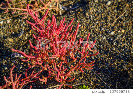 北海道の塩性湿地に自生するサンゴ草 赤く色づく海辺の植物 北海道の塩性湿地に自生するサンゴ草 赤く色づく海辺の植物 137966738