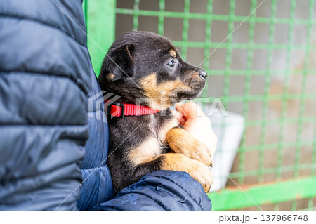 Puppy little dog in hands Puppy little dog in hands 137966748