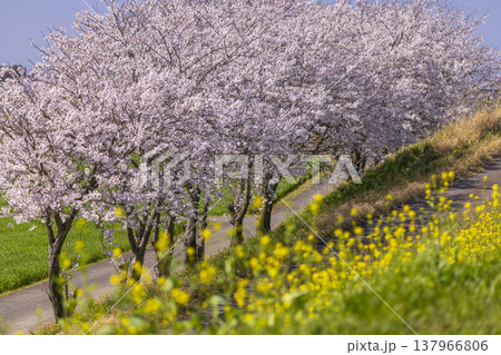 満開の桜と菜の花が彩る春の土手道、福井ののどかな田園風景 137966806