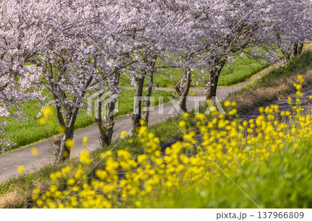満開の桜と菜の花が彩る春の土手道、福井ののどかな田園風景 満開の桜と菜の花が彩る春の土手道、福井ののどかな田園風景 137966809