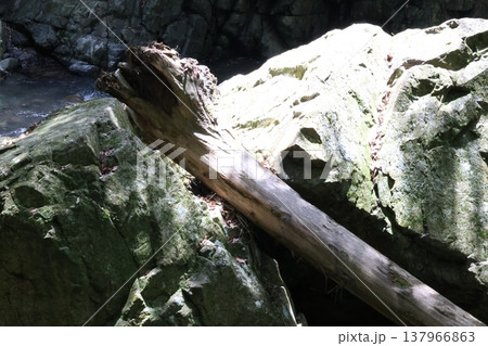 岩と木の幹 137966863
