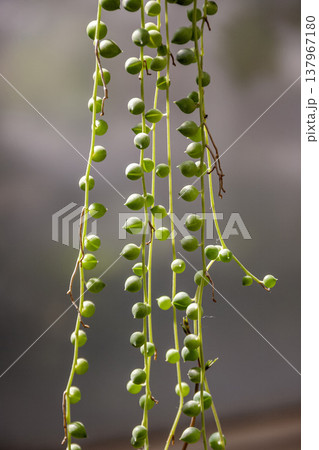 グリーンピースに似たつる性多肉植物グリーンネックレス グリーンピースに似たつる性多肉植物グリーンネックレス 137967180