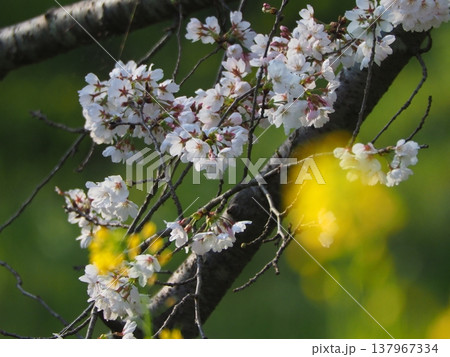 菜の花と桜の花びら 菜の花と桜の花びら 137967334