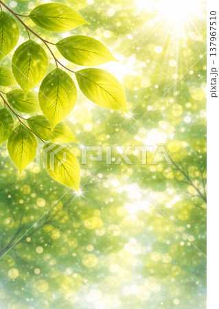 若葉・新緑シリーズ：光粒が反射する瑞々しい葉先 137967510