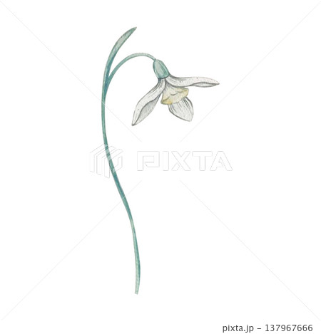 snowdrop flower watercolor illustration snowdrop flower watercolor illustration 137967666