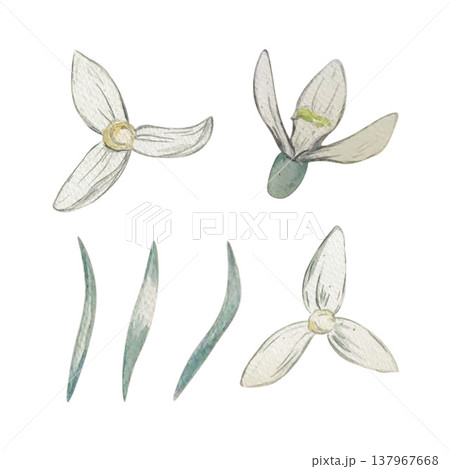 snowdrop flower set watercolor 137967668