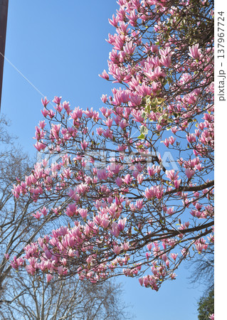 パリ市庁舎の脇で咲く木蓮の花　春の風景　2026年3月11日 137967724