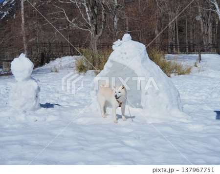 雪だるまとかまくらと白い犬 雪だるまとかまくらと白い犬 137967751