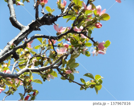 春になりカリンが薄桃色の花を咲かせました 137967816
