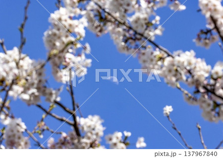 春の福井、桜の花のフレームに浮かぶ幻想的な昼間の月 137967840
