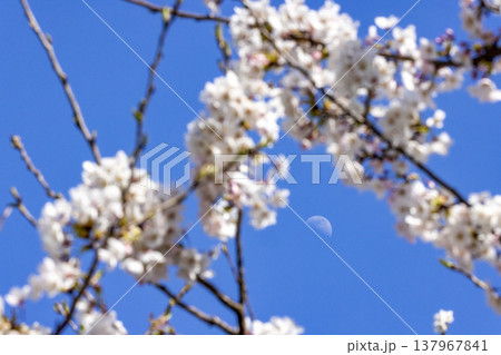 春の福井、桜の花のフレームに浮かぶ幻想的な昼間の月 春の福井、桜の花のフレームに浮かぶ幻想的な昼間の月 137967841