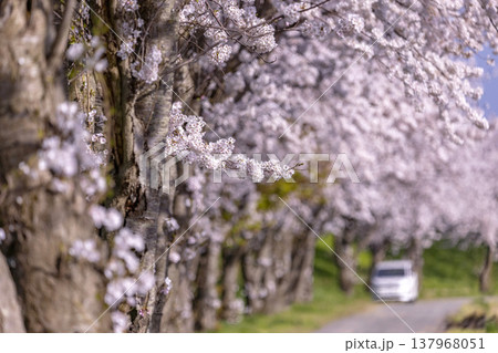 春の福井、九頭竜川堤防に咲き誇る満開の桜並木と春の行楽風景 春の福井、九頭竜川堤防に咲き誇る満開の桜並木と春の行楽風景 137968051